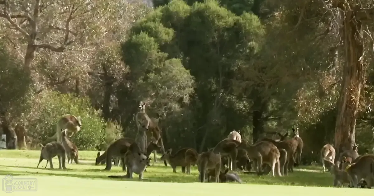 Adult and juvenile kangaroos in a lush park setting during spring or summer under bright midday sunlight.