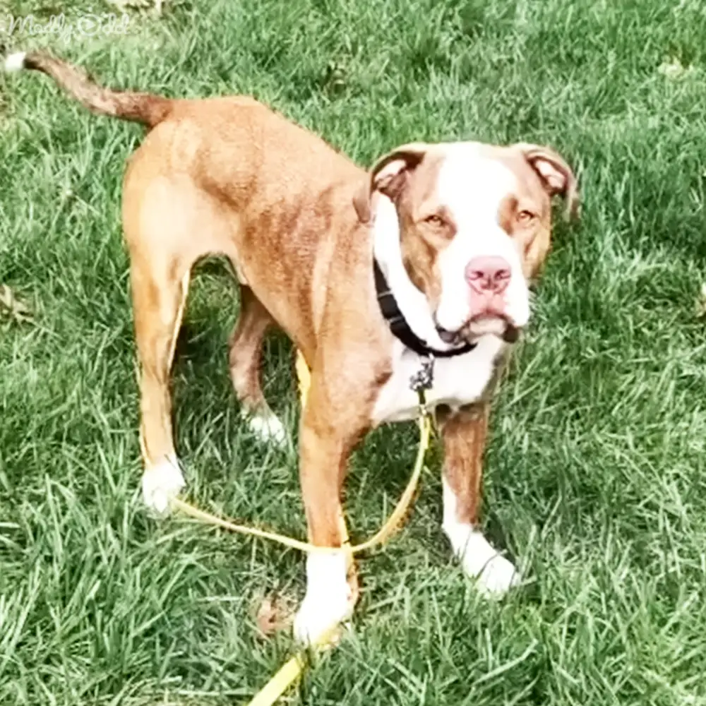 A brown and white American Bulldog with white markings on its face, set against a backdrop of lush green grass in what appears to be spring or summer.