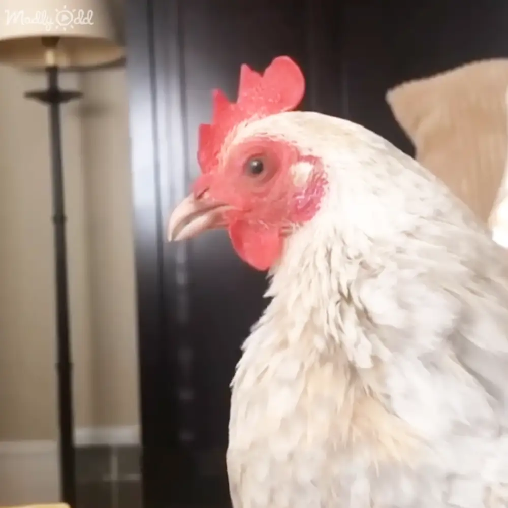 Adult chicken with white feathers and red comb and wattle indoors near furniture and artificial lighting.