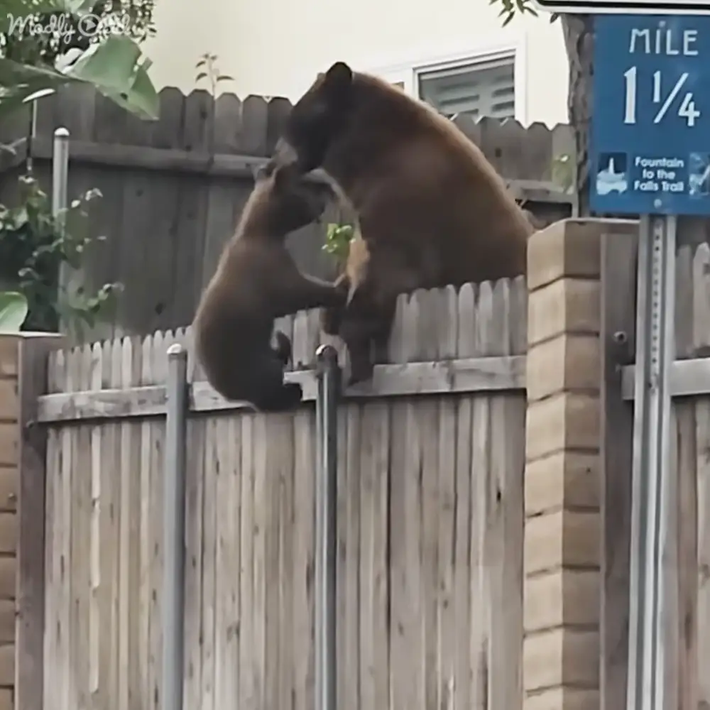 A brown bear stands near a wooden fence with signs indicating 'MILE 1¼' for the Falls Trail, surrounded by greenery in an outdoor setting with natural light.
