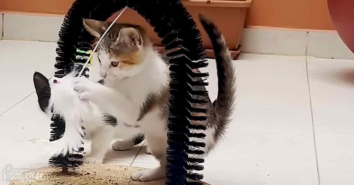 A young tabby kitten with white, gray, and black markings plays with a small stuffed animal indoors under artificial light.