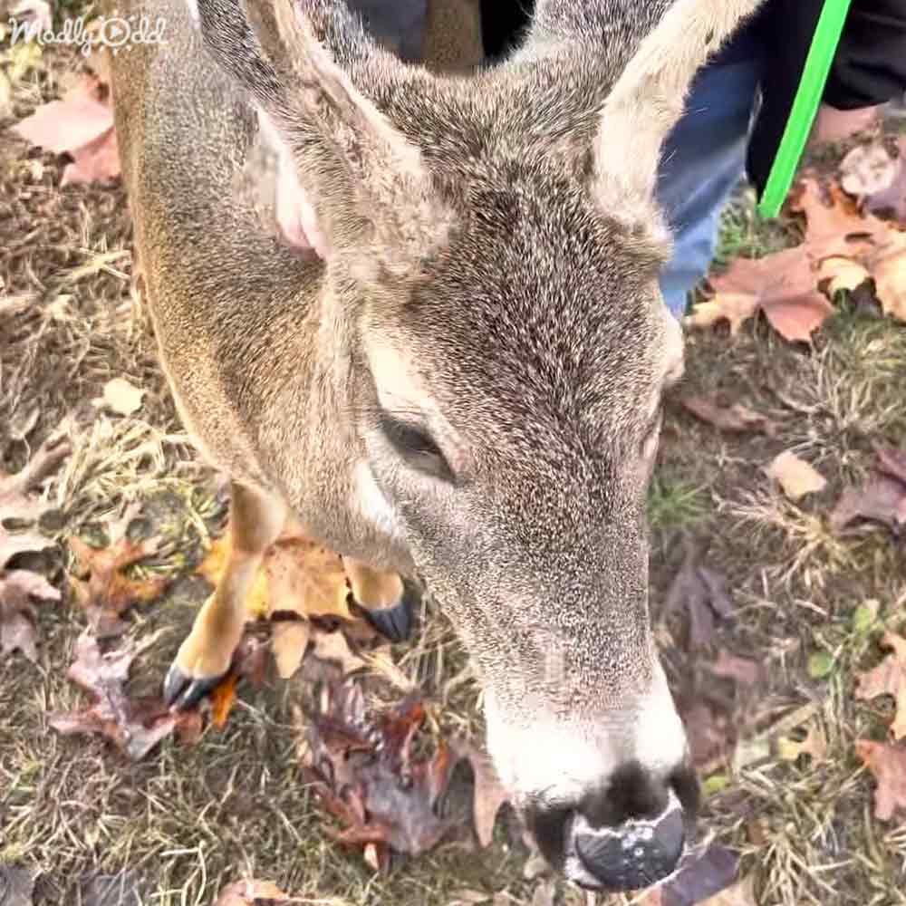 A deer with light brown fur and white markings stands outdoors amidst fallen leaves in a park-like setting, suggesting autumn.
