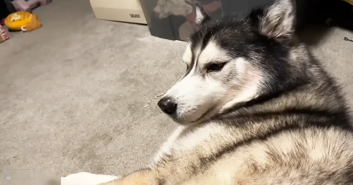 A husky with black, white, and gray fur lies down indoors near a yellow toy or container labeled 'SILVER,' on a gray carpet under natural daylight.