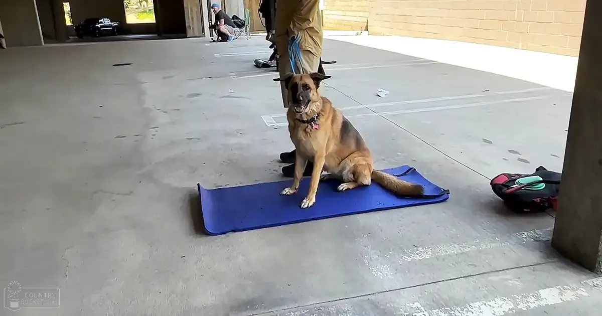 A German Shepherd dog, adult, with tan and black fur, sitting on a blue mat in an outdoor parking area. Nearby, an adult male person wearing dark clothing appears to be kneeling near the entrance of a building.