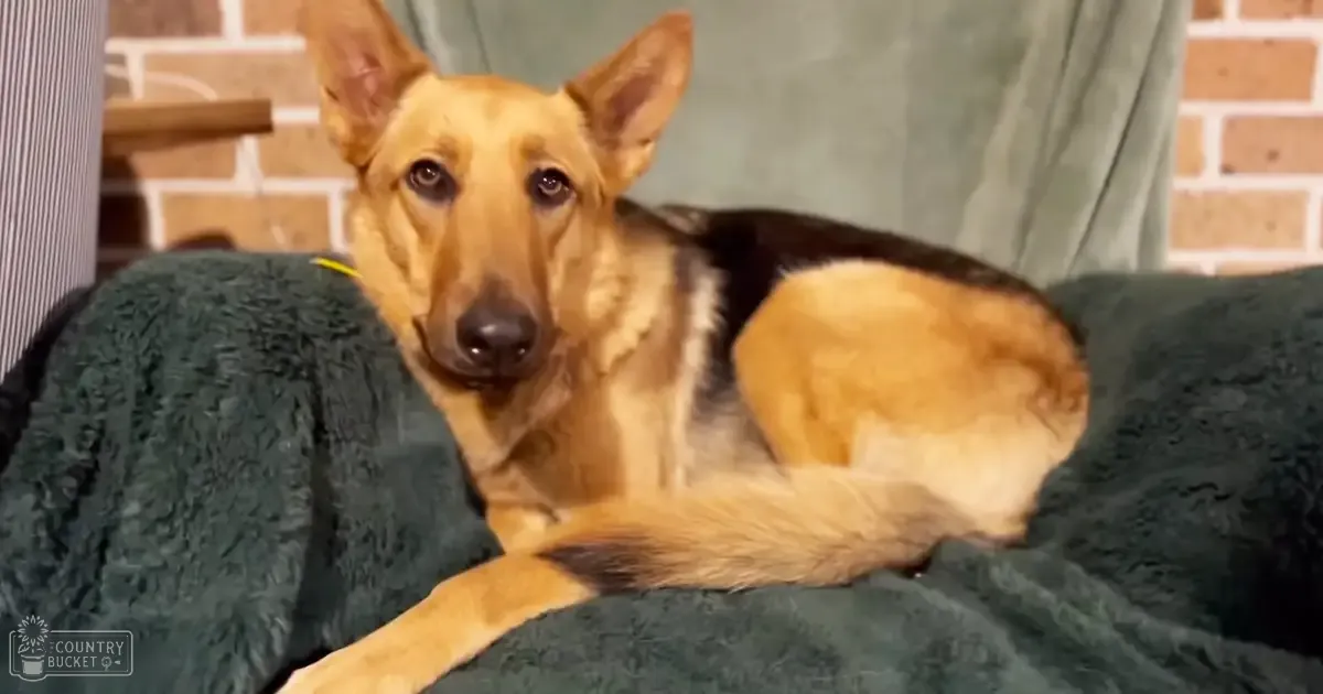 A German Shepherd dog with tan and black markings rests indoors on a green cushioned surface near a brick wall, under artificial evening light.