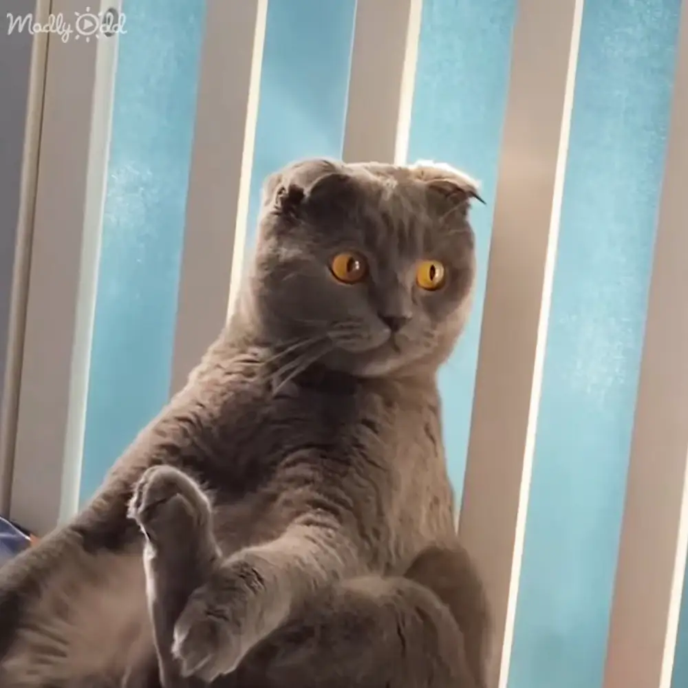 A gray Scottish Fold cat with folded ears and large yellow eyes, indoors near vertical blue and white blinds.