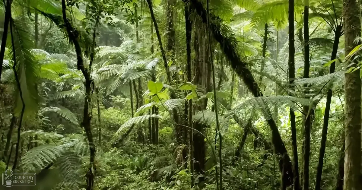A lush tropical jungle scene with dense foliage and tall trees, suggesting a rainy season due to moisture on leaves.