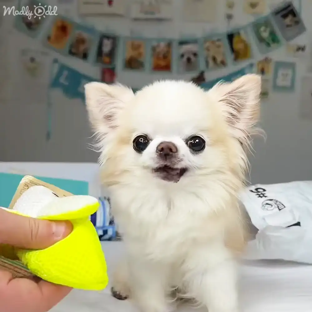A small white Chihuahua with fluffy fur and large, expressive eyes in an indoor setting decorated with framed dog pictures.