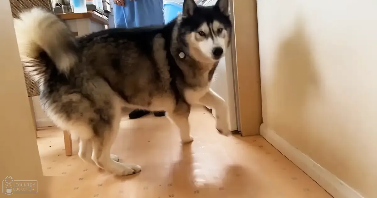 A husky dog with distinct markings stands indoors, possibly in a home setting. Neutral-colored walls and flooring suggest a domestic environment.