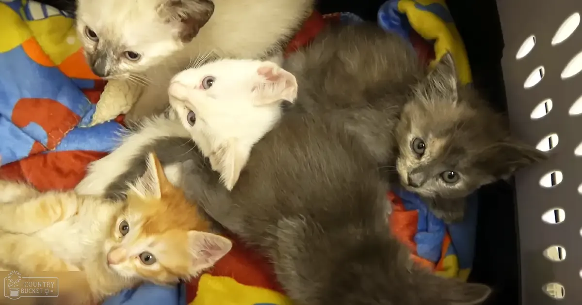 Four kittens with various coat colors resting in a basket on a patterned blanket indoors, no specific season indicated by the image.