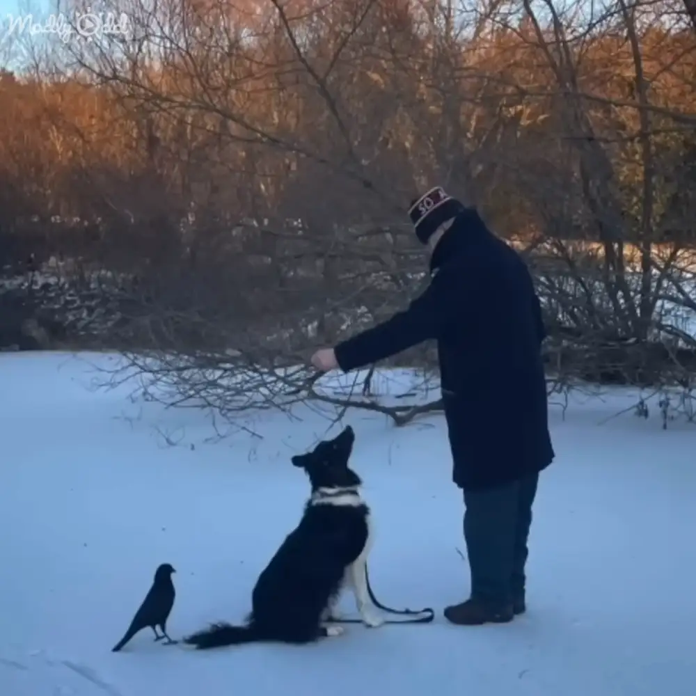 A Border Collie dog interacting with a crow in a snowy outdoor setting, held by an older adult male wearing a dark coat, red and white striped hat, blue jeans, brown boots, and gloves, under soft winter light.