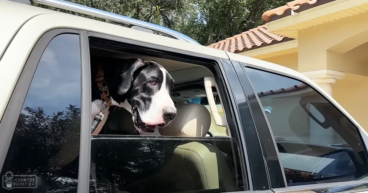 A Great Dane with a black and white coat stands in front of a house on a sunny summer day.