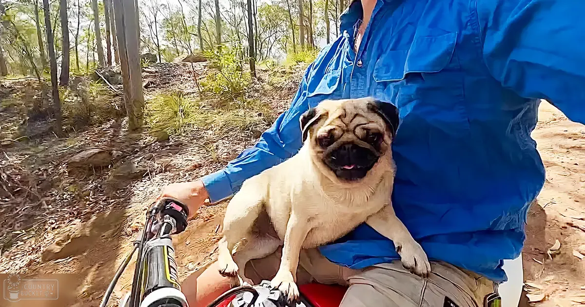 A pug with light tan fur and darker brown patches sits in a red backpack on the handlebar of a bicycle, surrounded by trees in a forested area during what appears to be late afternoon daylight.