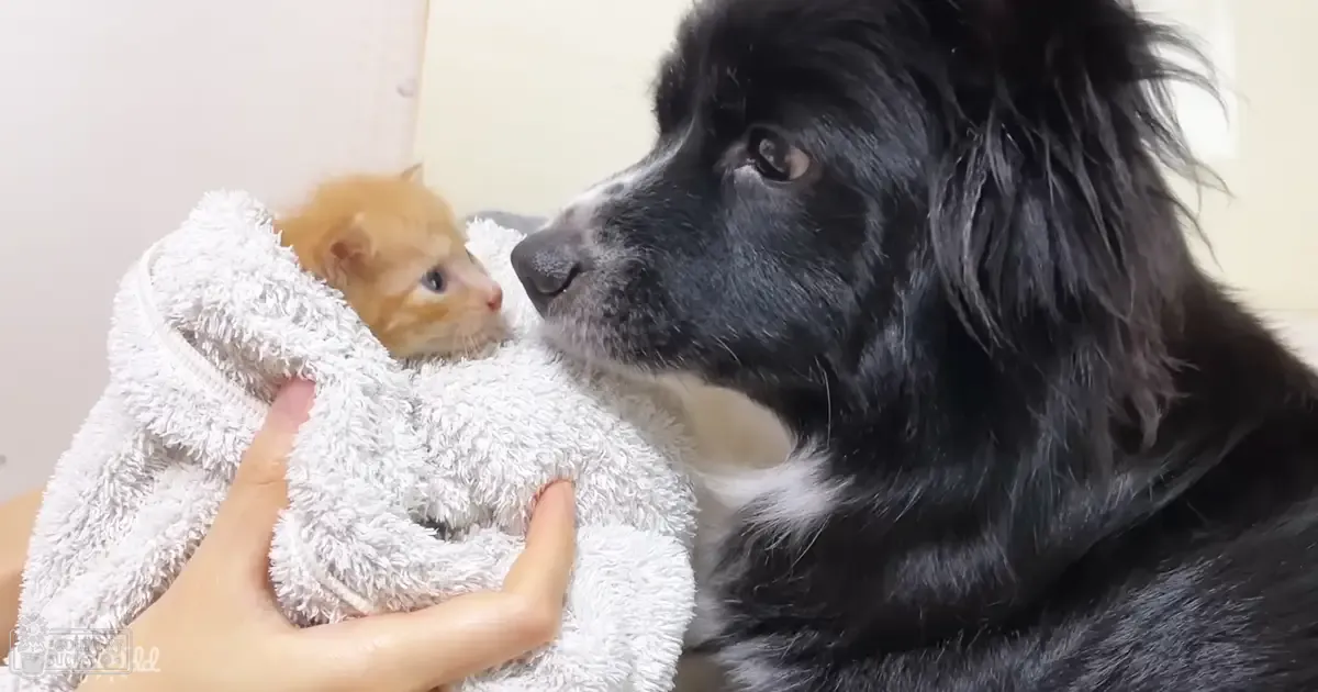 A Newfoundland dog and a kitten interact indoors under natural light; the kitten is wrapped in a white towel.