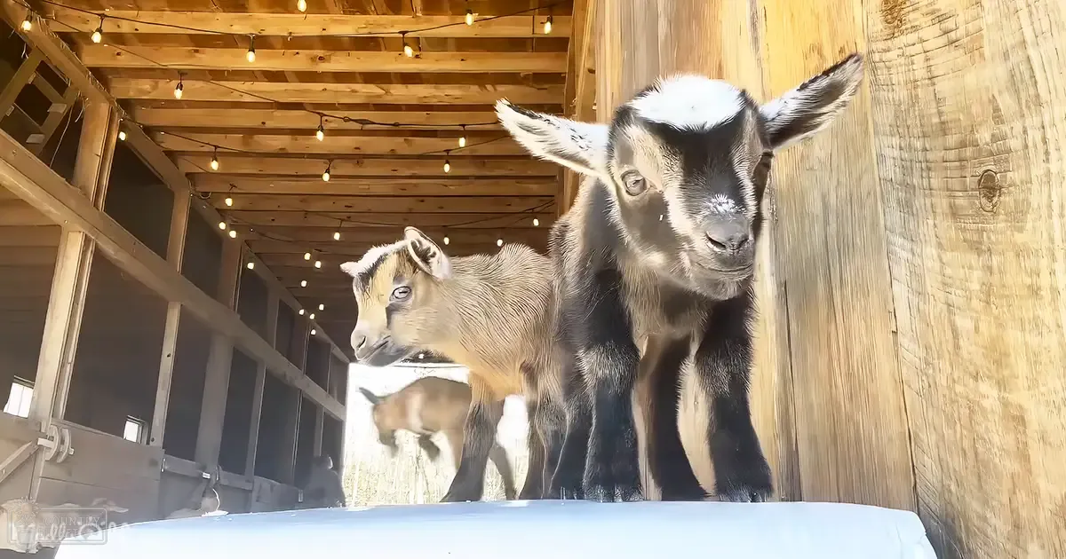 Two goats in a barn with wooden beams, hanging lights, and natural daylight. One adult goat has black and white markings; the other is younger with brownish fur.