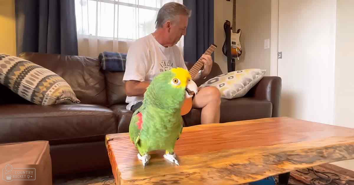 An adult male in a light-colored t-shirt and dark shorts is interacting with an Amazon parrot perched on a wooden coffee table in a living room. The setting includes a brown leather couch, patterned cushions, and black curtains.