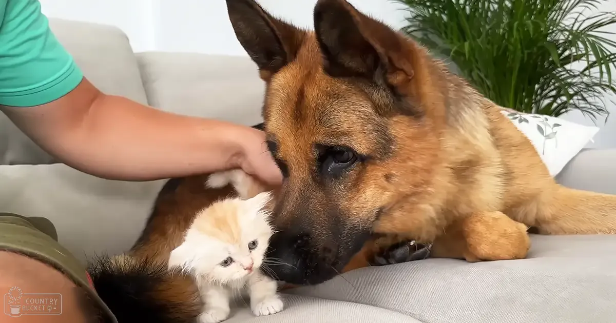 A German Shepherd dog with tan and black coat, accompanied by a small white kitten with light orange markings on the head and ears in an indoor living room setting. The natural lighting suggests it might be spring or summer.