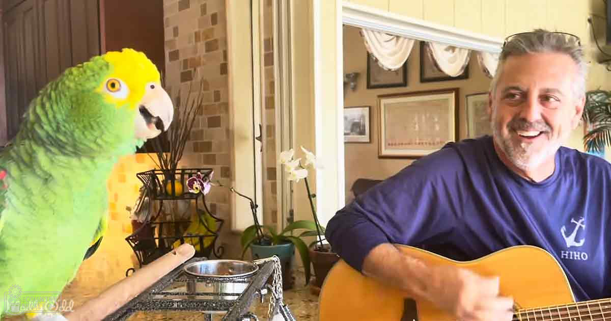 An adult male singer playing guitar with a parrot in front of him at home. The setting appears to be indoors, likely a living room or home office.