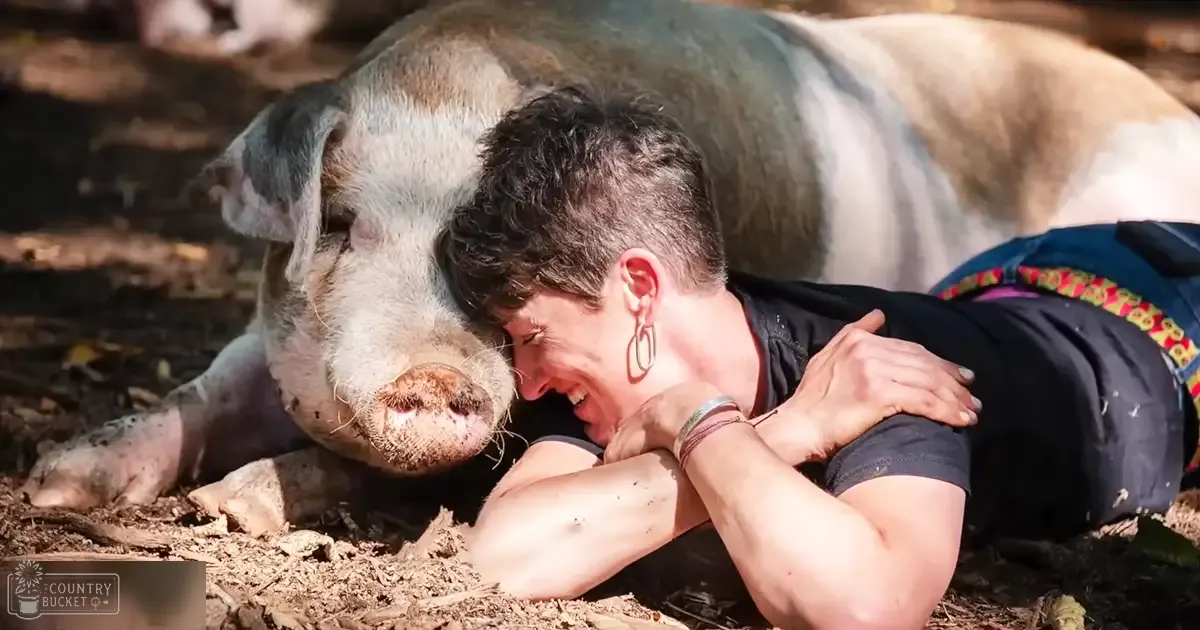 An adult female wearing a black tank top with colorful patterns, interacting with a potbellied pig in an outdoor farmyard setting during daylight.