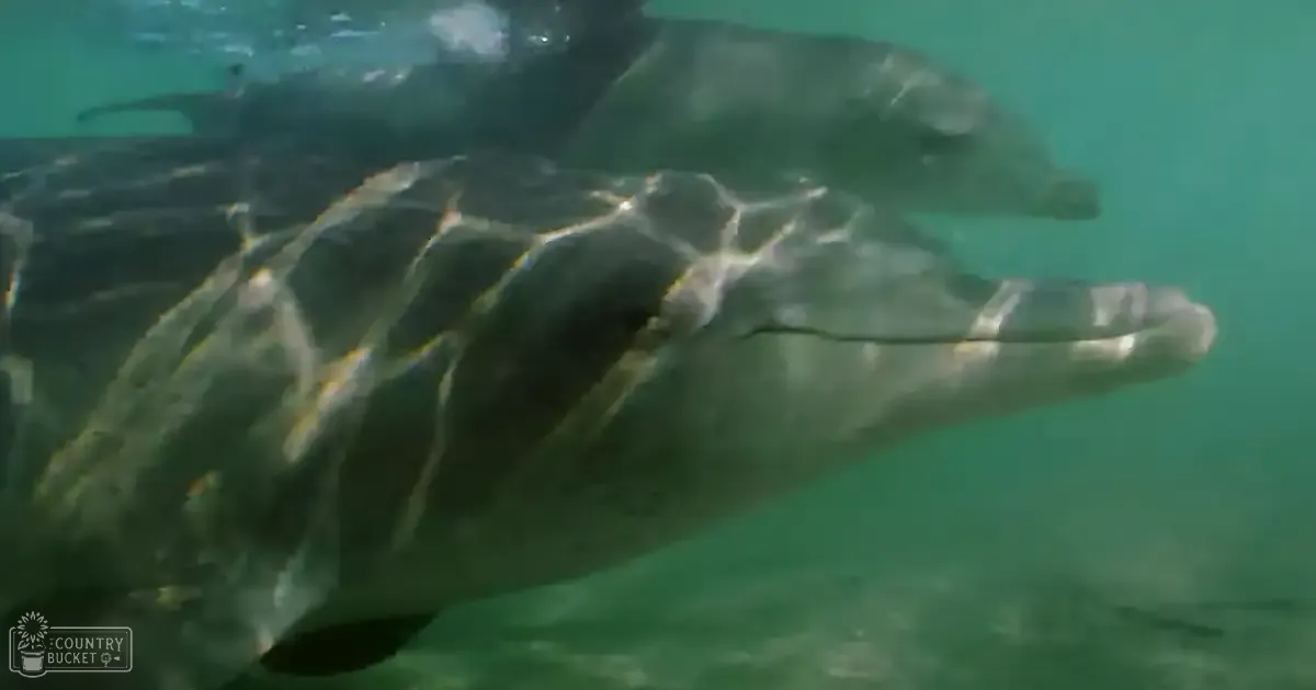 A bottlenose dolphin with distinctive black and white markings swims in clear, blue-green water under natural light.