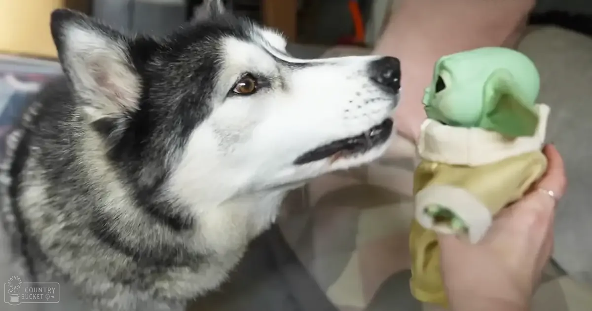 An adult female dog with a husky coat indoors, holding a green plush toy resembling 'The Mandalorian' character.