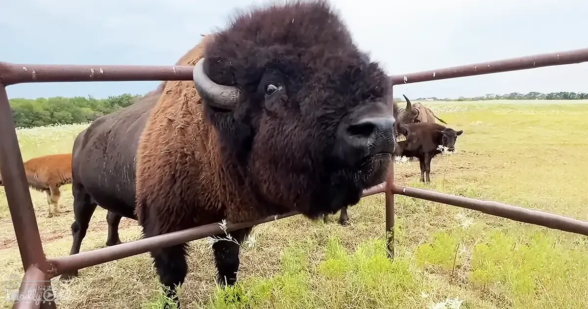 A large dark brown bison with horns stands in an open field alongside two reddish-brown and darker cattle-like animals under an overcast sky.