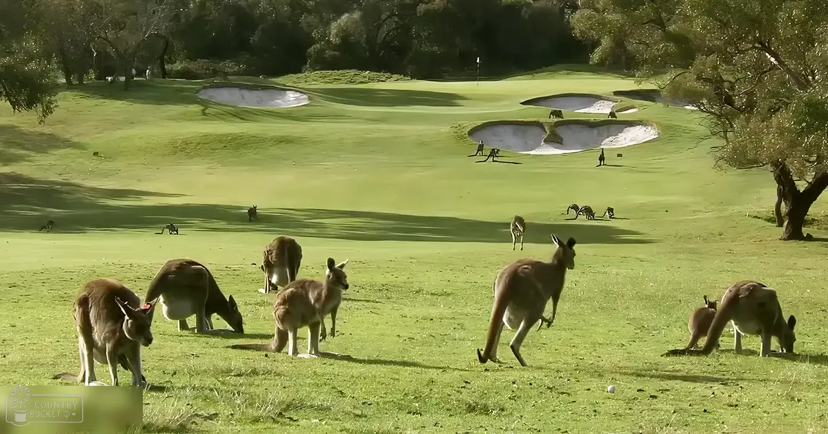 Adults and juveniles of common red kangaroos on a golf course with sand traps and trees, likely spring or summer day.