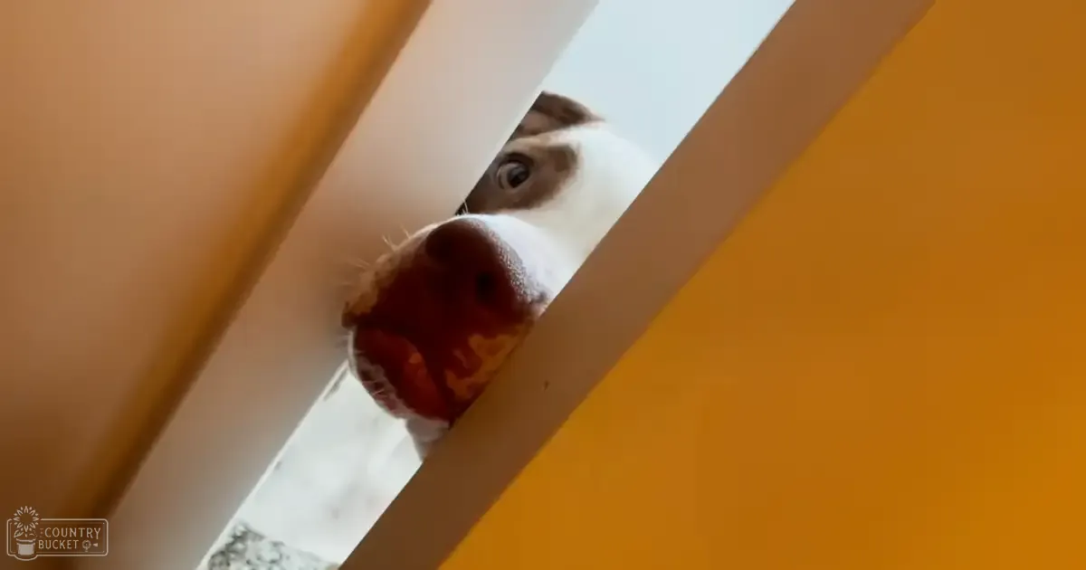 An adult dog with white coat and brown markings indoors, near a window with yellow walls.