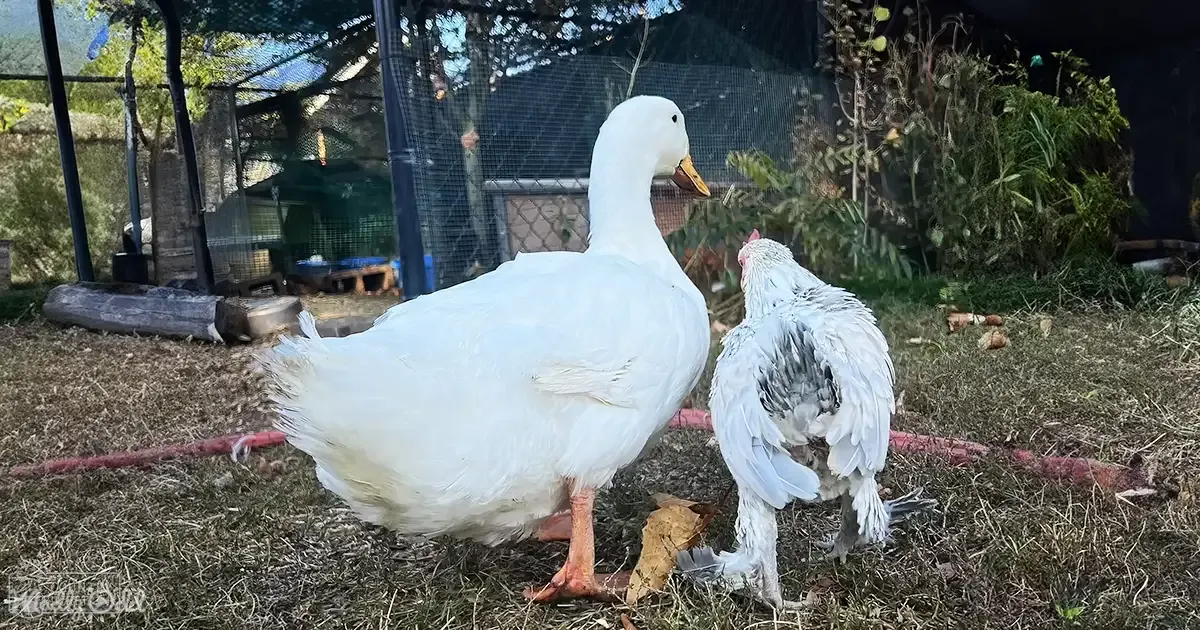A white duck with orange feet stands in an outdoor farmyard setting surrounded by dry grass, plants, and a water trough. A chicken with dark feathers on its backside is nearby.
