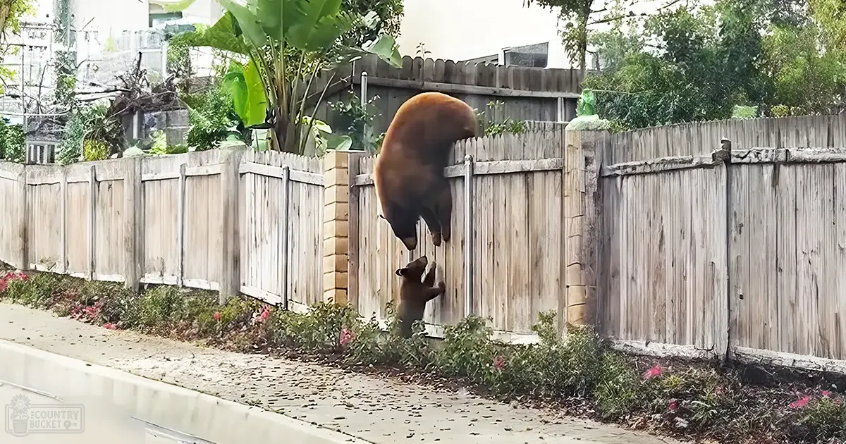 Two adult brown bears in an urban residential area, one climbing over a wooden fence while another stands on hind legs near its base; spring or summer season with soft late afternoon light.