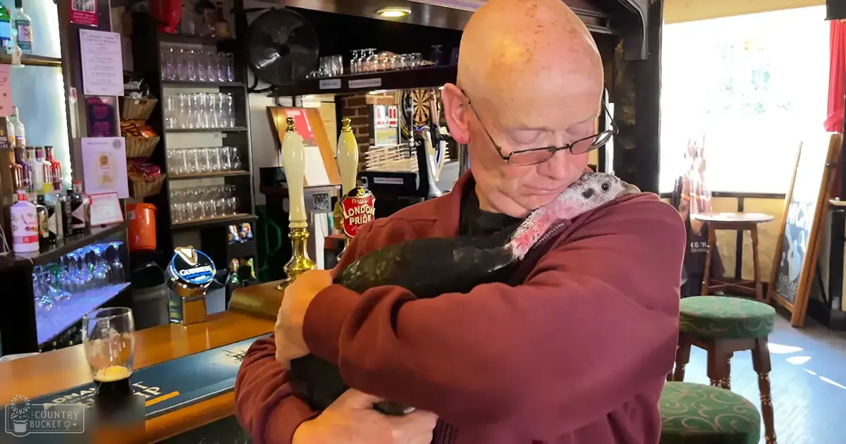 An older adult male wearing a maroon sweater holds a juvenile hedgehog in front of bar counter with beer taps inside a pub during daytime.