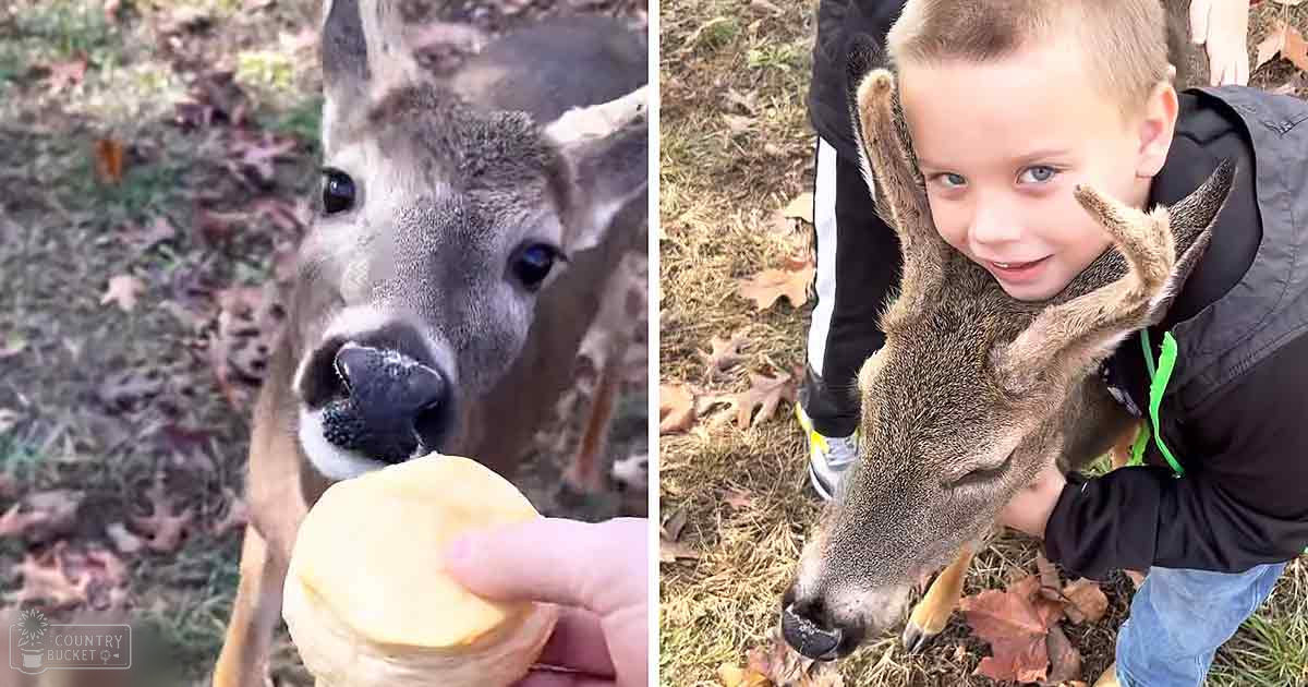 A young child and a white-tailed deer in an autumnal outdoor setting with fallen leaves and green grass.
