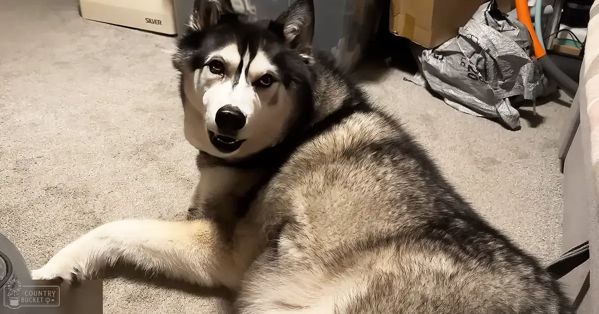 A husky dog with black and white fur indoors in a home setting, surrounded by household items under artificial lighting.