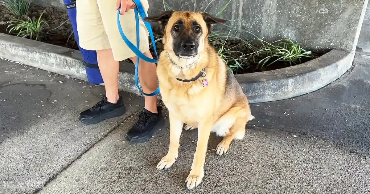 Adult male German Shepherd dog outdoors on a sidewalk, wearing beige shorts and blue knee-high socks with black athletic shoes. Tan coat with black markings held by an adult male in casual attire.