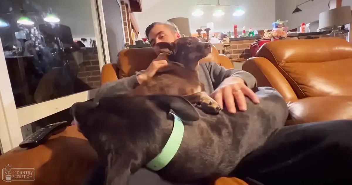 Middle-aged to older adult male wearing a gray zip-up hoodie in a living room with two dogs, one possibly a Chihuahua and the other likely a pit bull mix or similar breed, surrounded by furniture like a brown leather recliner and shelves of various items.