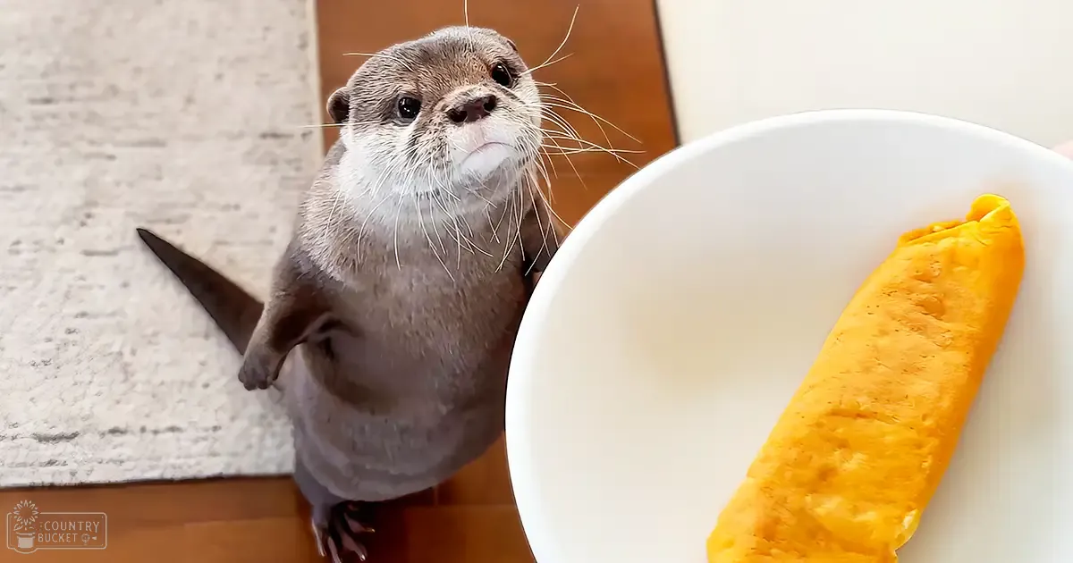 A small, gray and white juvenile otter with a textured wooden floor nearby. A bowl of omelette or rolled-up food sits on the floor next to an out-of-focus knife.
