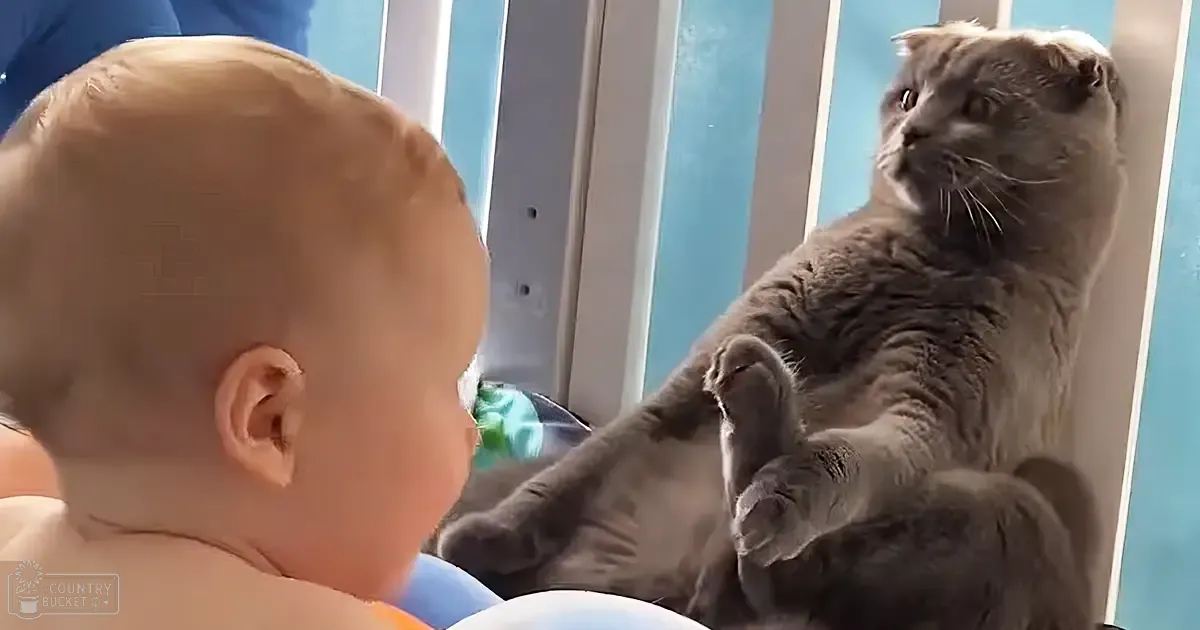 An infant wearing a light blue onesie with orange trim, an adult Scottish Fold cat in a gray coat, indoor domestic setting with light blue walls and vertical blinds.