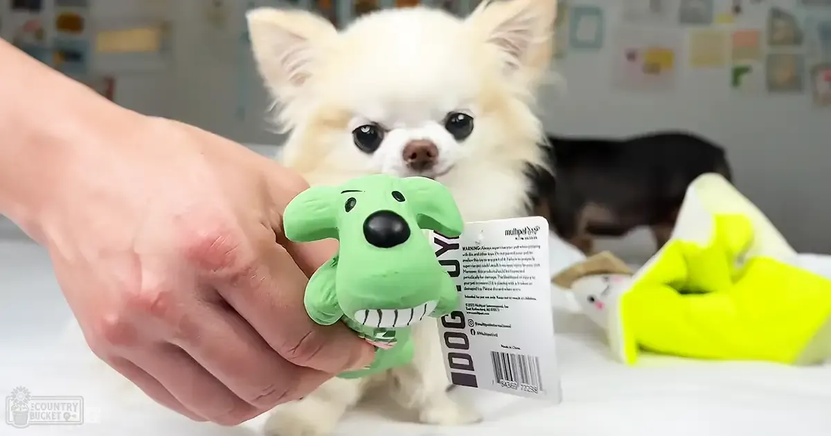 A small Chihuahua with white and light brown markings stands indoors, held by an adult male wearing a white cotton garment. A green dog-shaped toy labeled 'DOG JOY' is visible.