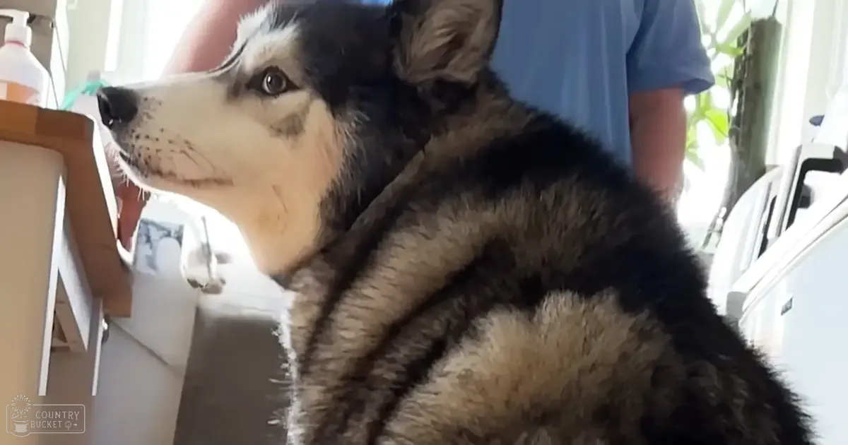A husky with black, white, and brown fur is being held indoors in a home environment, partially lit by natural light.