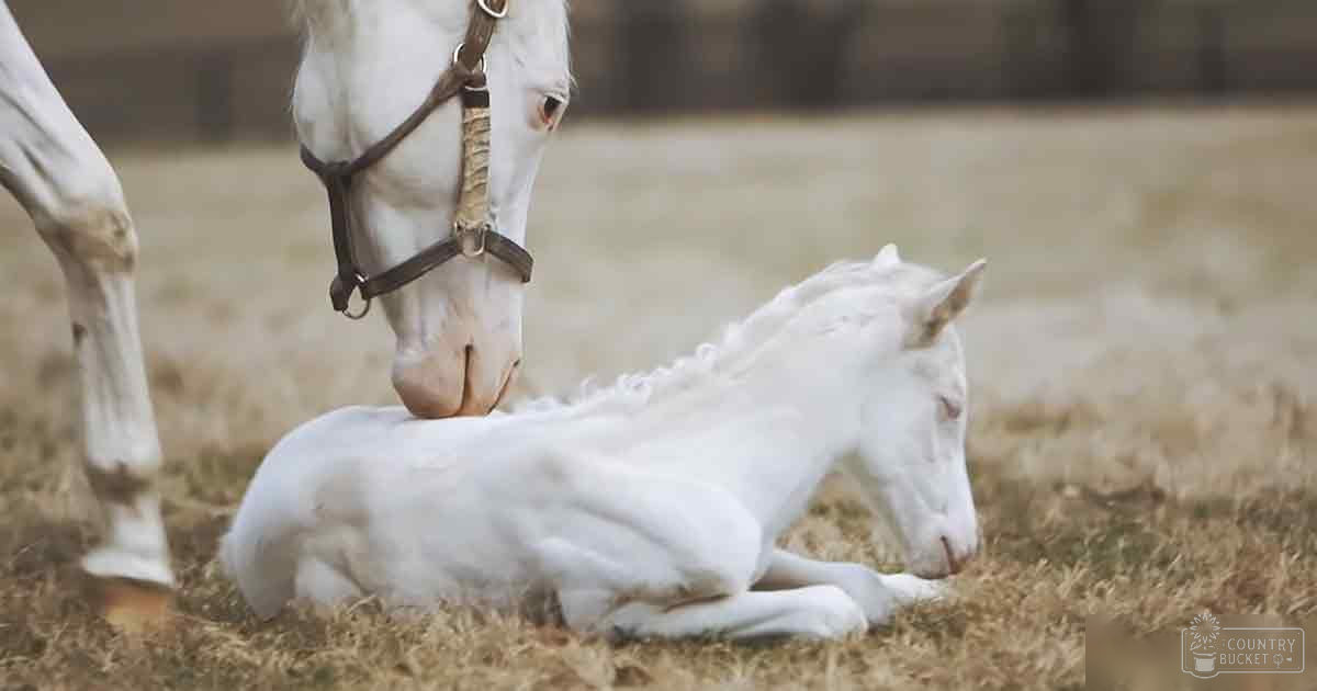 A white foal lying down in a field with an adult horse standing nearby, suggesting late autumn or early spring.
