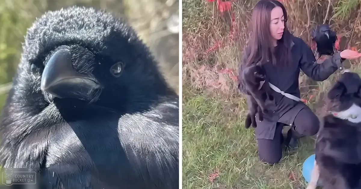 An adult female wearing a dark synthetic jacket and pants, interacting with a Common crow in a grassy outdoor setting with autumnal red foliage.
