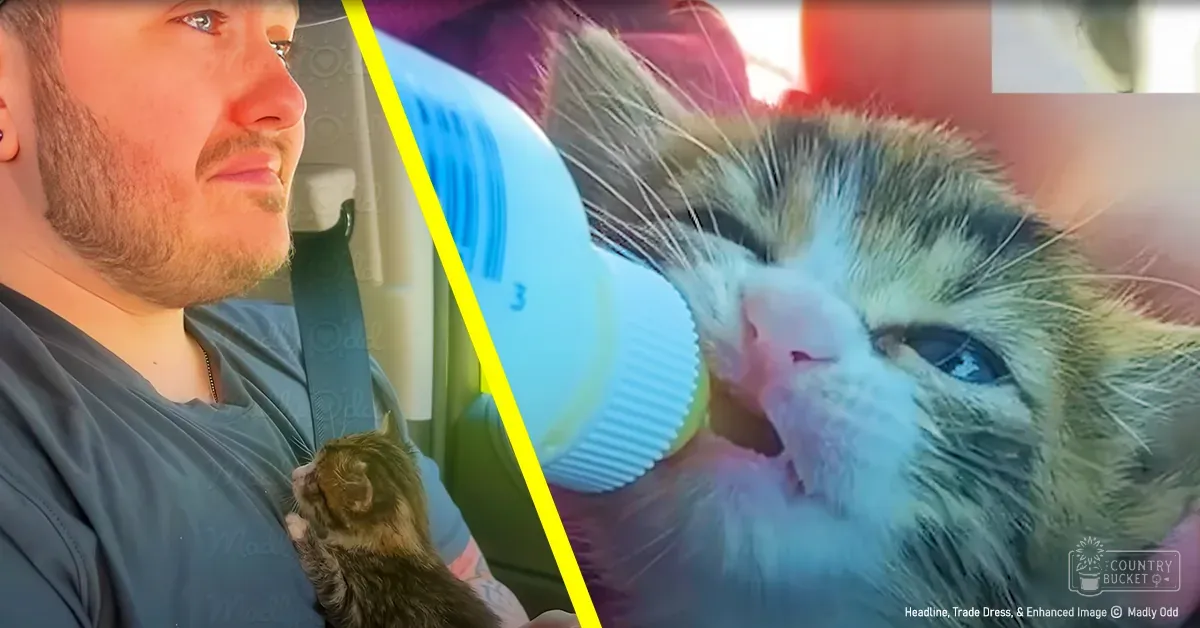 A tabby kitten held by an adult male in a vehicle with blue bottle visible, natural setting inside the car during daytime.