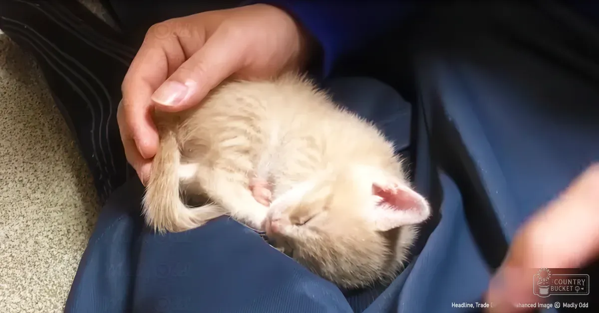 A young adult female holding a light beige/tan kitten indoors with natural lighting, neutral-colored carpeting in the background