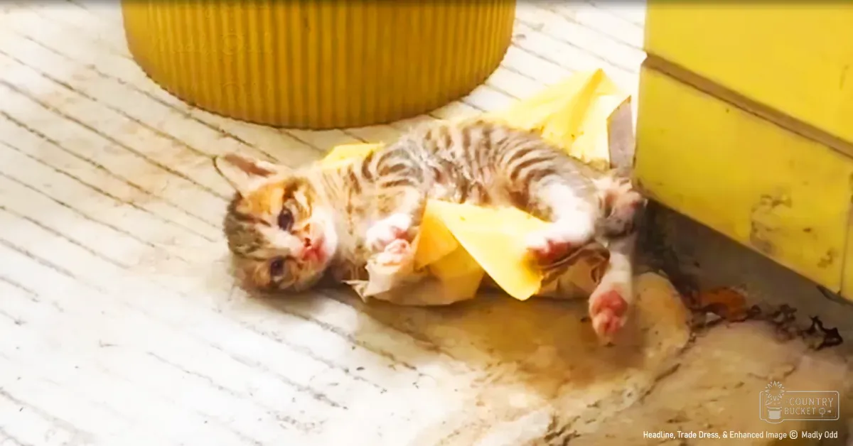 A young tabby kitten with brown, black, and white markings stands outdoors near yellow cylindrical containers on a concrete surface under natural daylight.