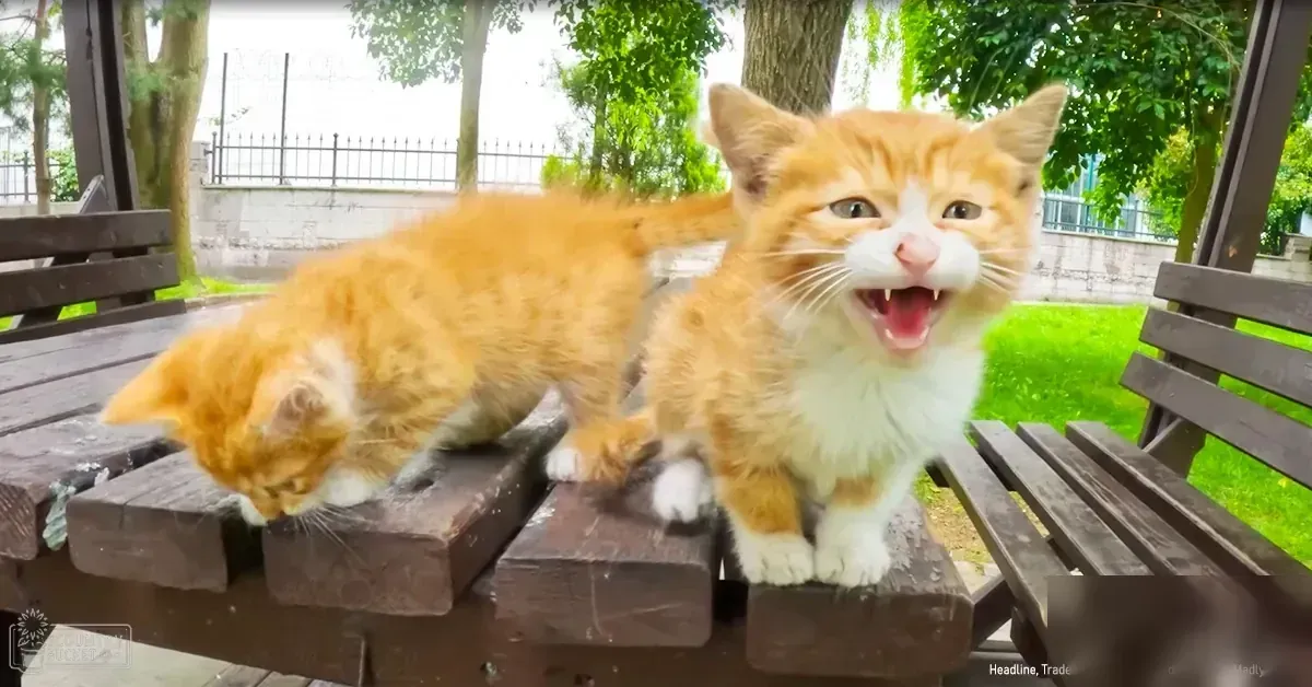 Two juvenile tabby kittens with orange and white fur are playing in a park-like setting with green grass, trees, and a wooden bench.