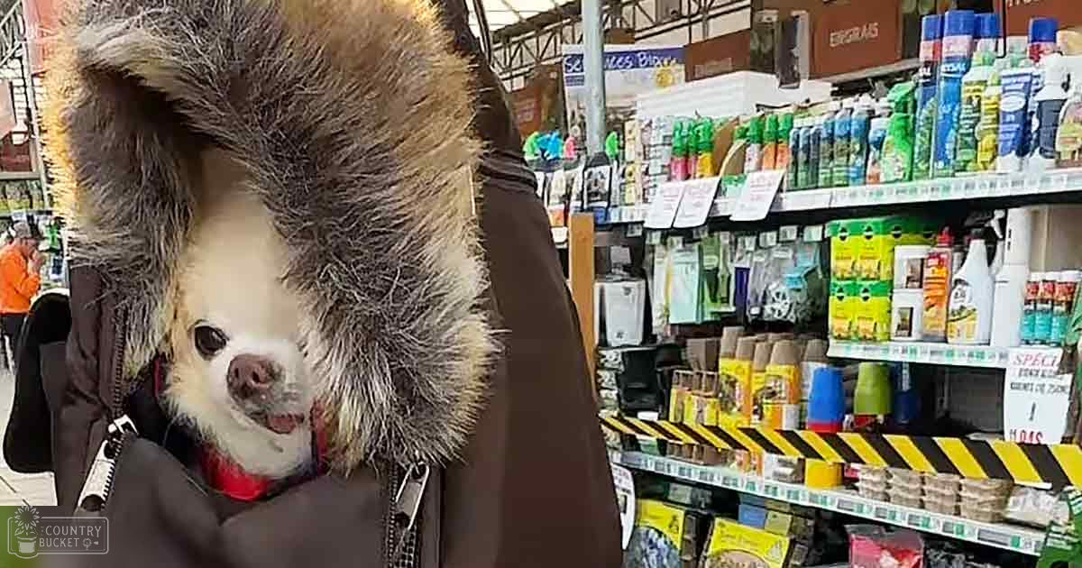 A woman wearing a dark jacket with a fur-lined hood in a pet supply store, accompanied by a small dog with white and brown markings.
