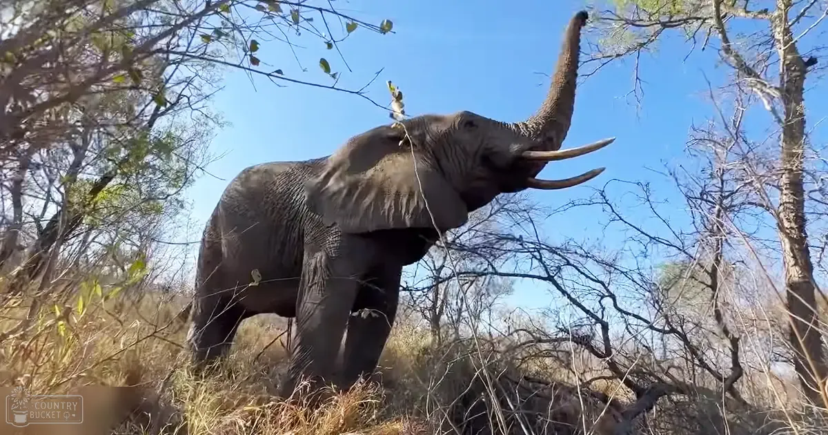 African elephant with large tusks and raised trunk in a dry, sparse woodland under clear blue skies during late summer or early autumn.