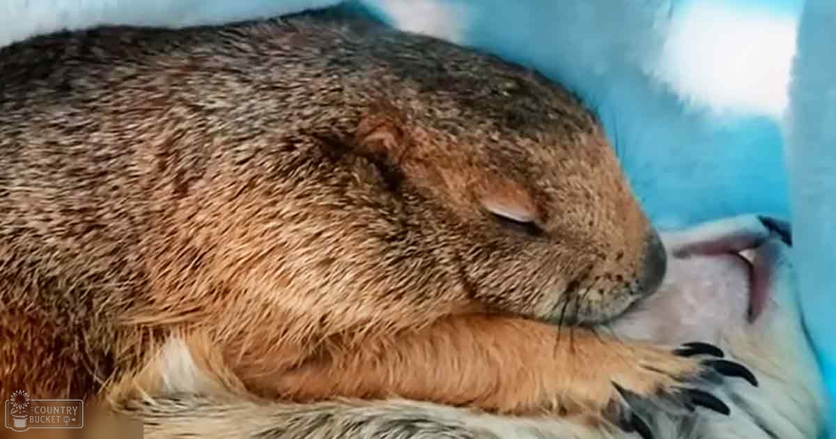 A prairie dog with light brown fur and darker markings rests on a blue fabric indoors, soft lighting suggests daytime.