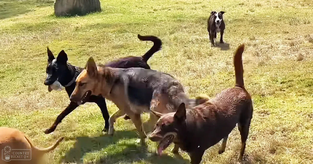 Several adult-sized Australian Cattle Dogs with brindle patterns in an open grassy field under bright sunlight during spring or summer.