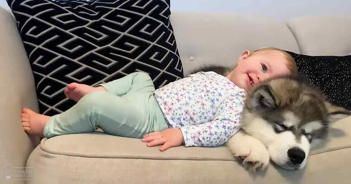 A Malamute puppy and a toddler rest on a beige couch in a home setting, surrounded by indoor decor.
